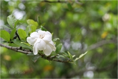 Gardenia jasminoides